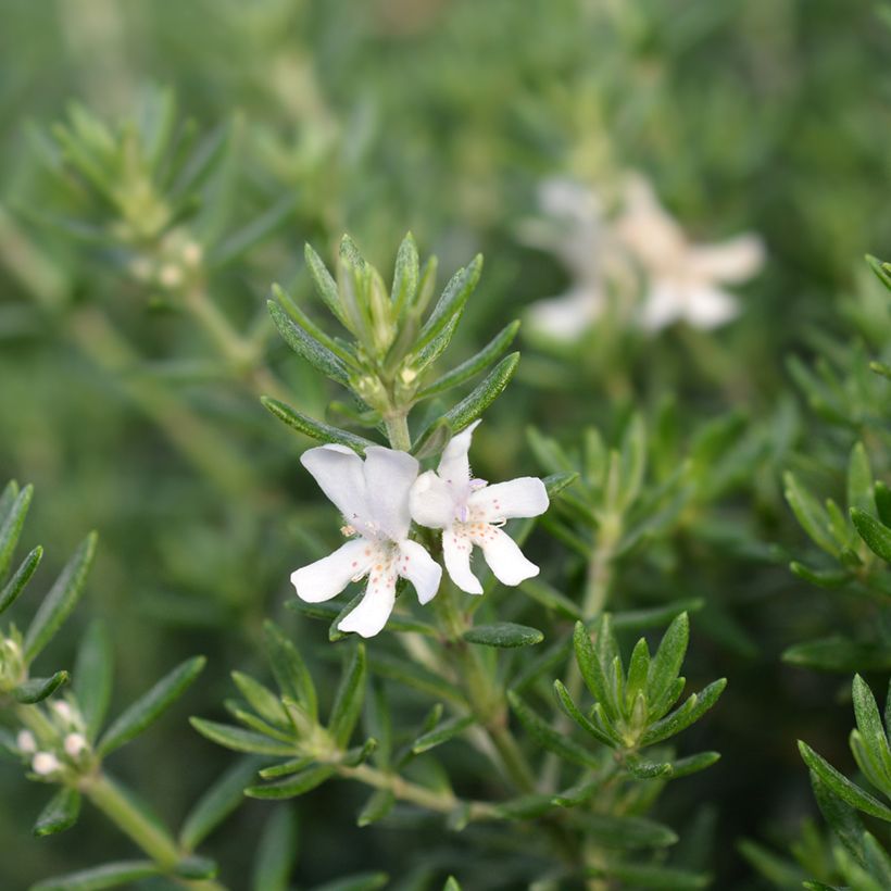 Westringia fruticosa White - Australischer Rosmarin (Blüte)