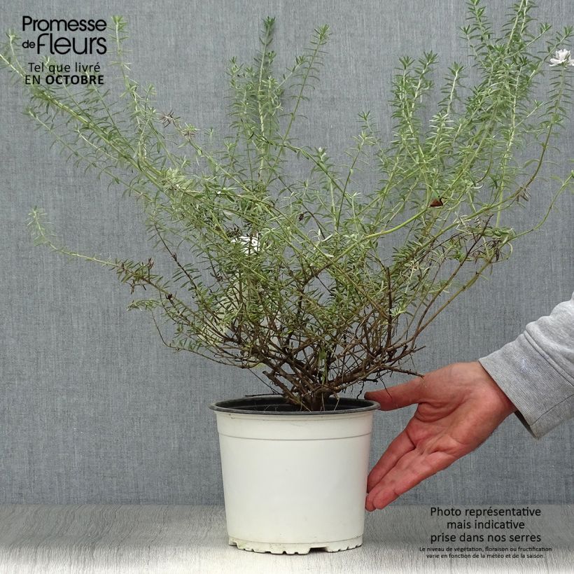 Exemplar von Westringia fruticosa White - Australischer Rosmarin wie im Herbst geliefert