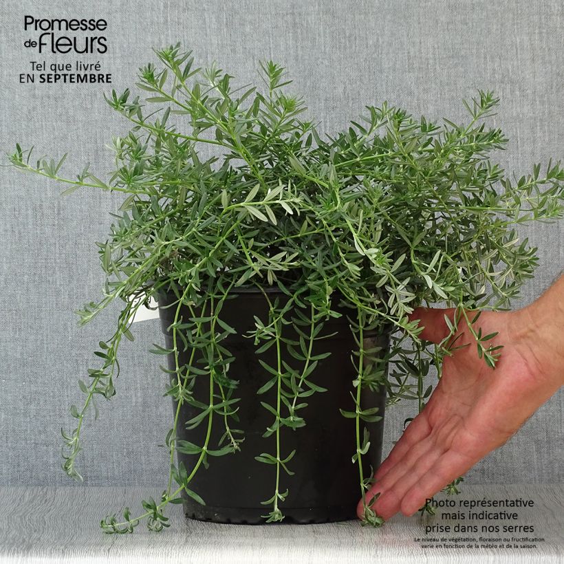 Exemplar von Westringia fruticosa Mundi Pot de 4L/5L wie im Herbst geliefert