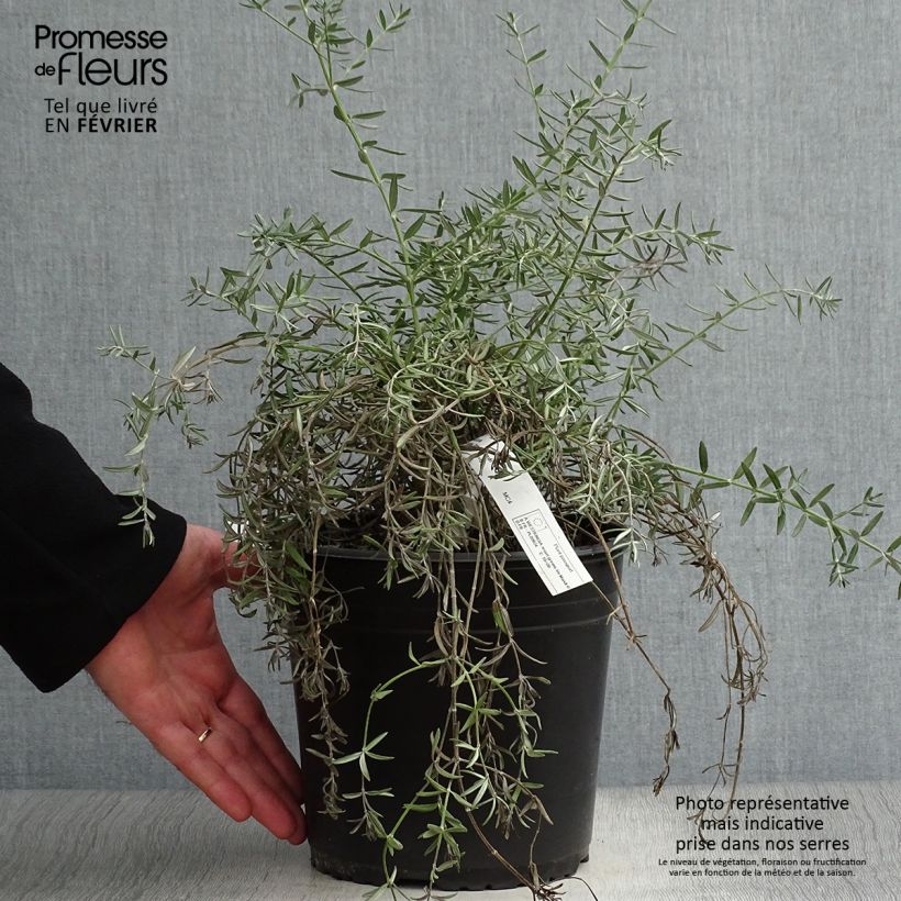 Exemplar von Westringia fruticosa Mundi Pot de 4L/5L wie im Winter geliefert