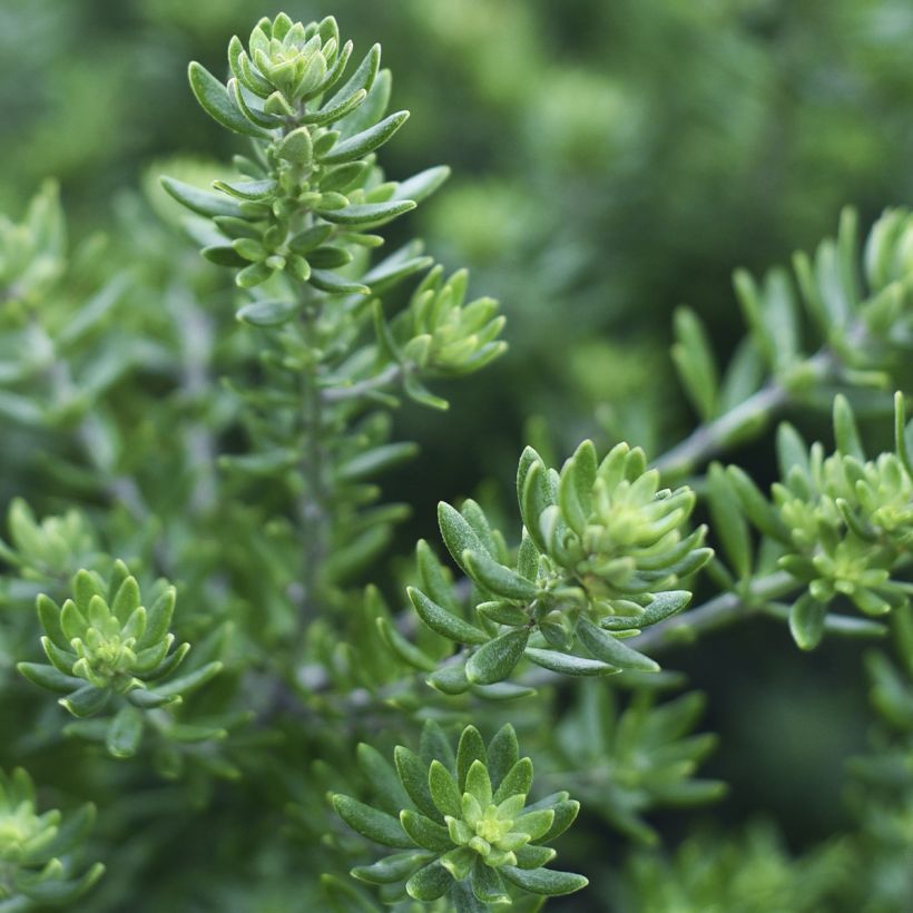 Westringia fruticosa Mundi - Australischer Rosmarin (Laub)