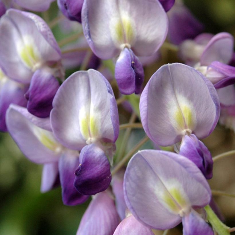 Wisteria floribunda - Reichblütige Glyzinie (Blüte)