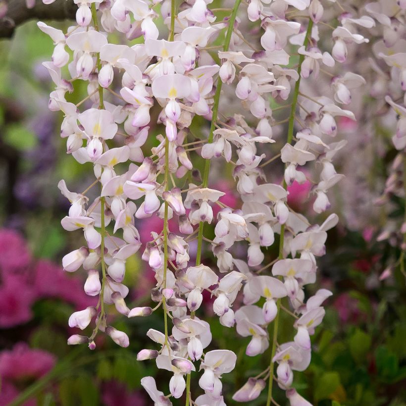 Wisteria floribunda Lipstick - Reichblütige Glyzinie (Blüte)