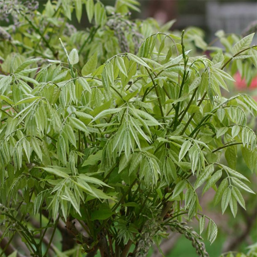 Wisteria floribunda Macrobotrys - Reichblütige Glyzinie (Laub)