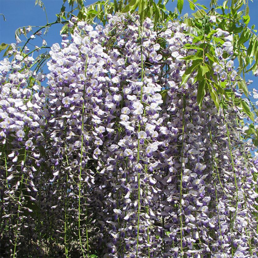 Wisteria floribunda Macrobotrys - Reichblütige Glyzinie (Blüte)