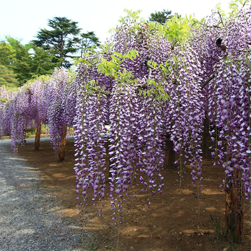 Wisteria floribunda Macrobotrys - Reichblütige Glyzinie (Hafen)