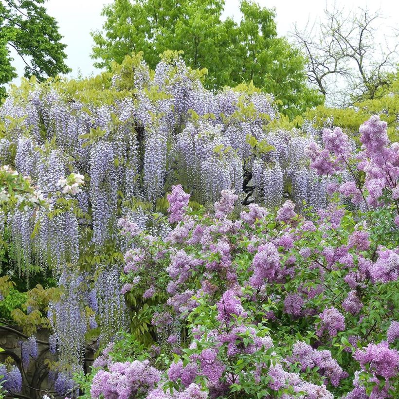 Wisteria floribunda Macrobotrys De Belder - Reichblütige Glyzinie (Hafen)