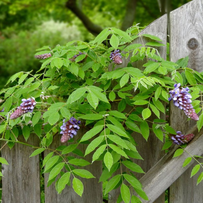 Wisteria frutescens Amethyst Falls - Blauregen (Laub)