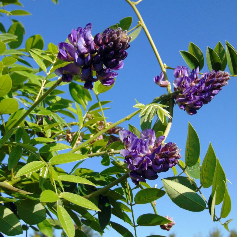 Wisteria frutescens Longwood Purple - Blauregen (Blüte)