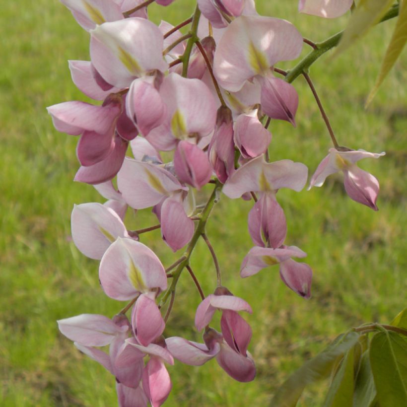 Wisteria venusta Rosea - Blauregen (Blüte)