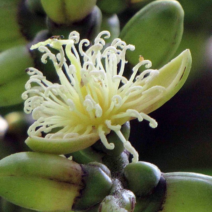 Wodyetia bifurcata - Fuchsschwanzpalme (Blüte)