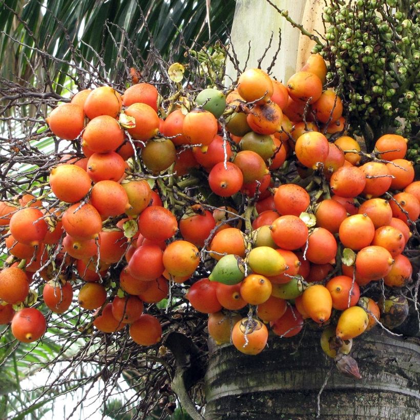 Wodyetia bifurcata - Fuchsschwanzpalme (Ernte)