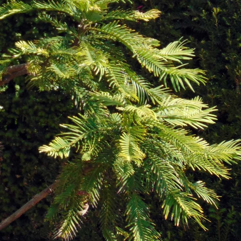 Wollemia nobilis - Wollemie (Laub)