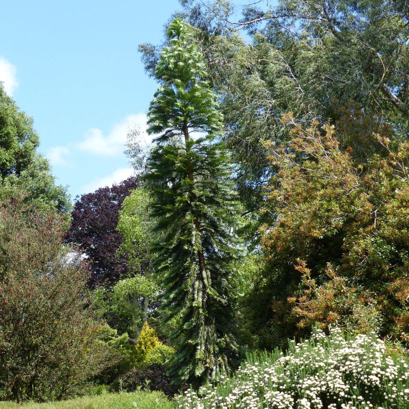 Wollemia nobilis - Wollemie (Hafen)