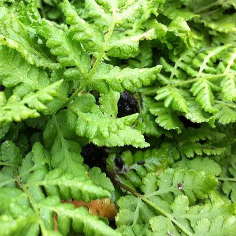 Woodsia obtusa - Stumpfblättriger Wimperfarn (Laub)