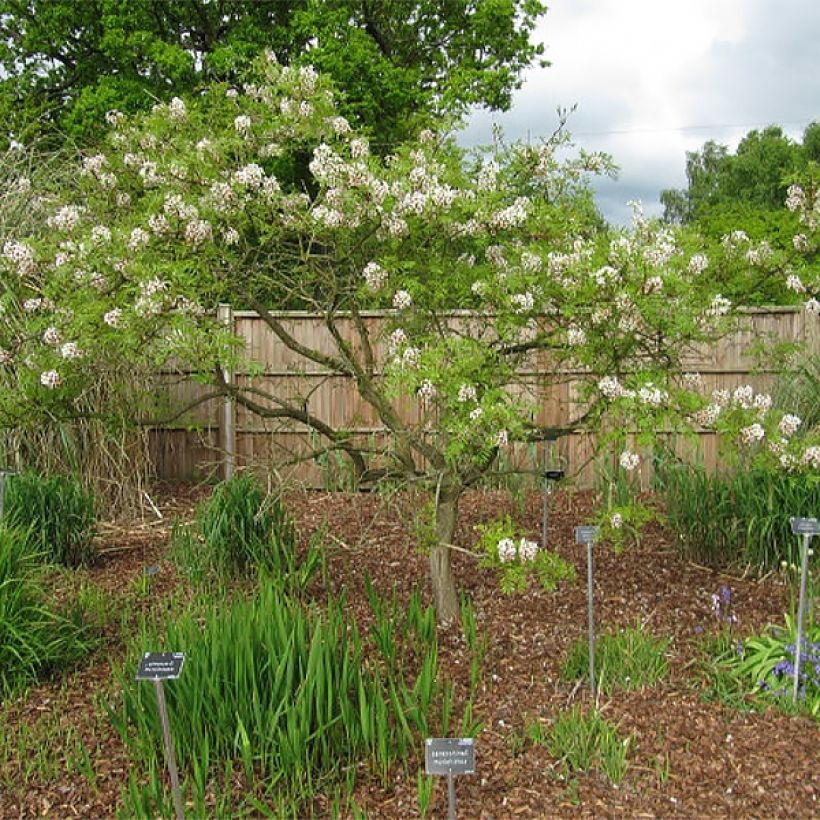 Xanthoceras sorbifolium - Gelbhorn (Hafen)