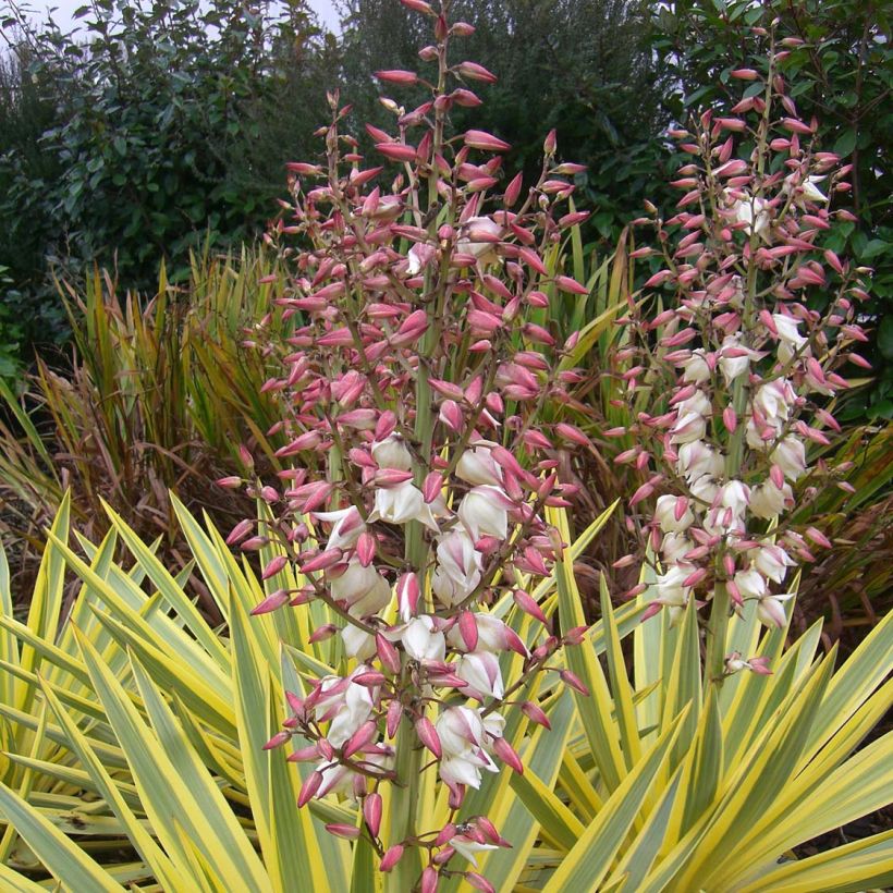 Yucca recurvifolia Bright Star - Palmlilie (Blüte)