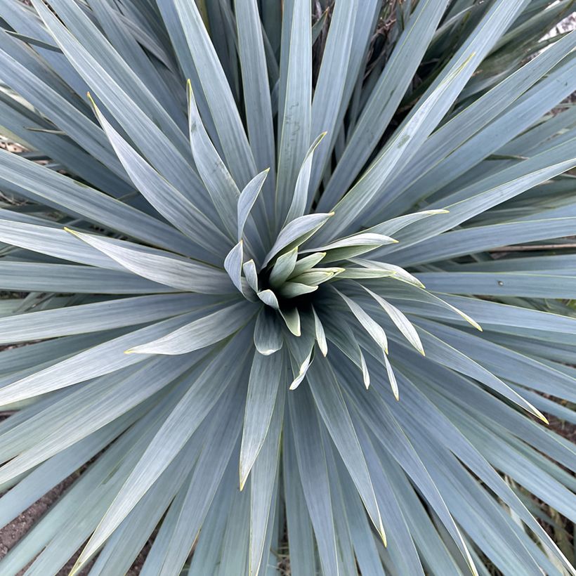 Yucca French Flag - Palmlilie (Laub)