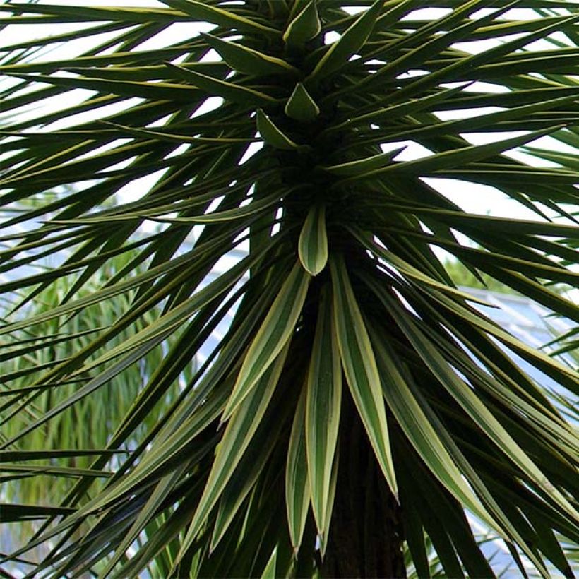 Yucca aloifolia - Graue Palmlilie (Laub)