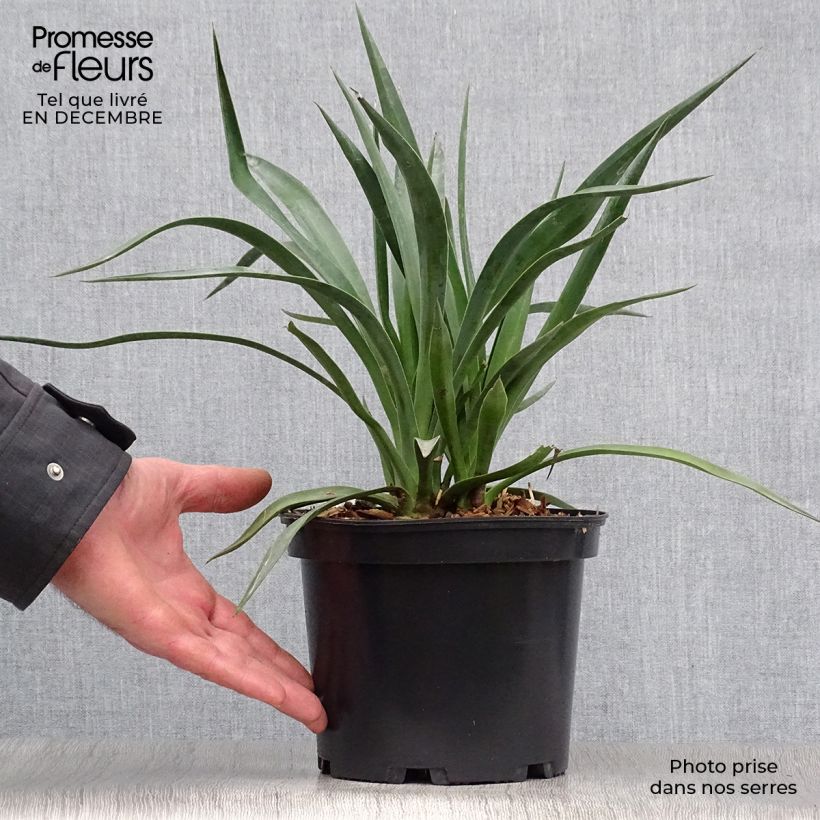 Exemplar von Yucca aloifolia - Yucca à feuilles d'Aloès Pot de 2L/3L wie im Winter geliefert