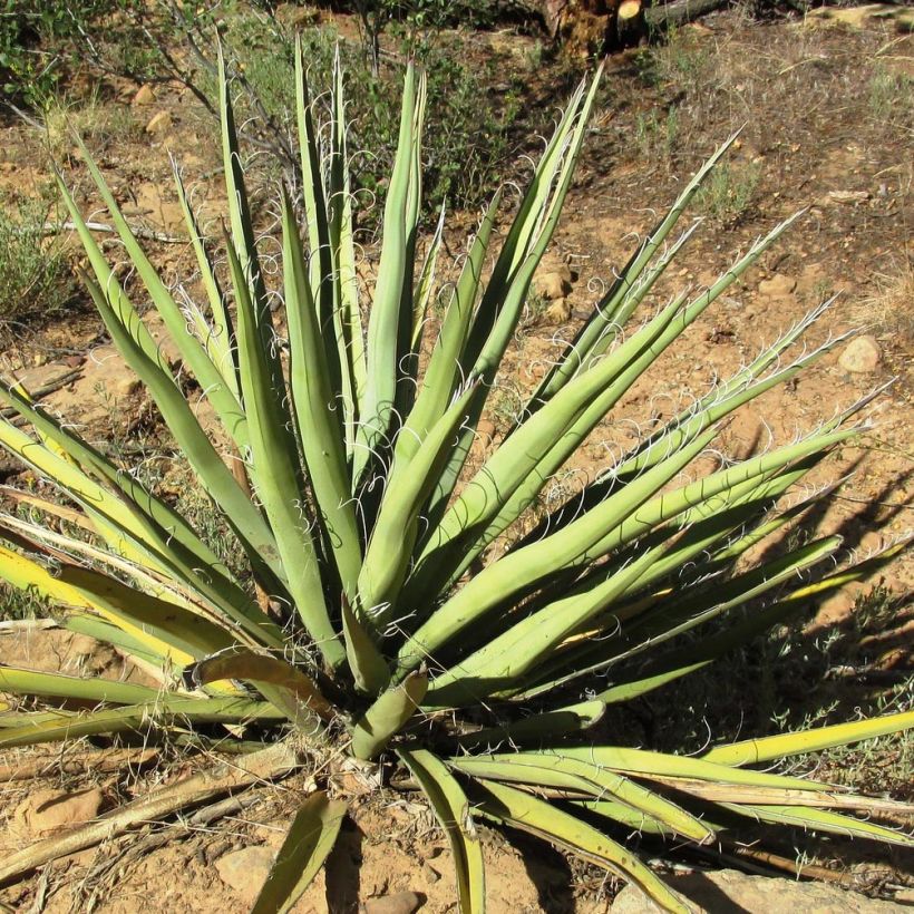 Yucca baccata - Blaue Palmlilie (Laub)