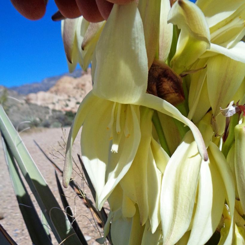 Yucca baccata - Blaue Palmlilie (Blüte)