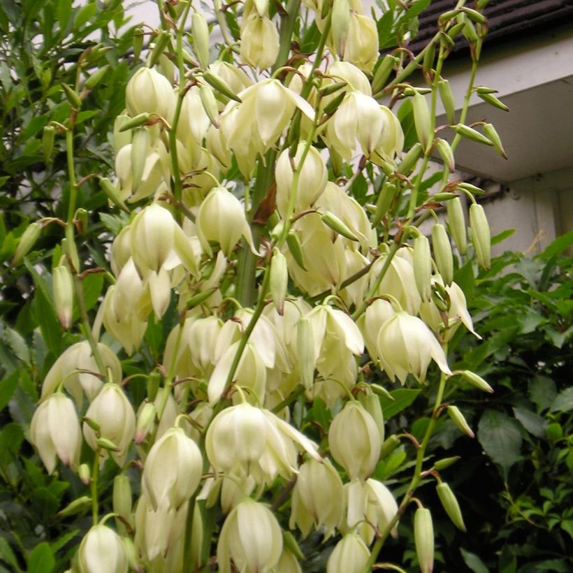 Yucca elephantipes Jewel - Riesen-Palmlilie (Blüte)