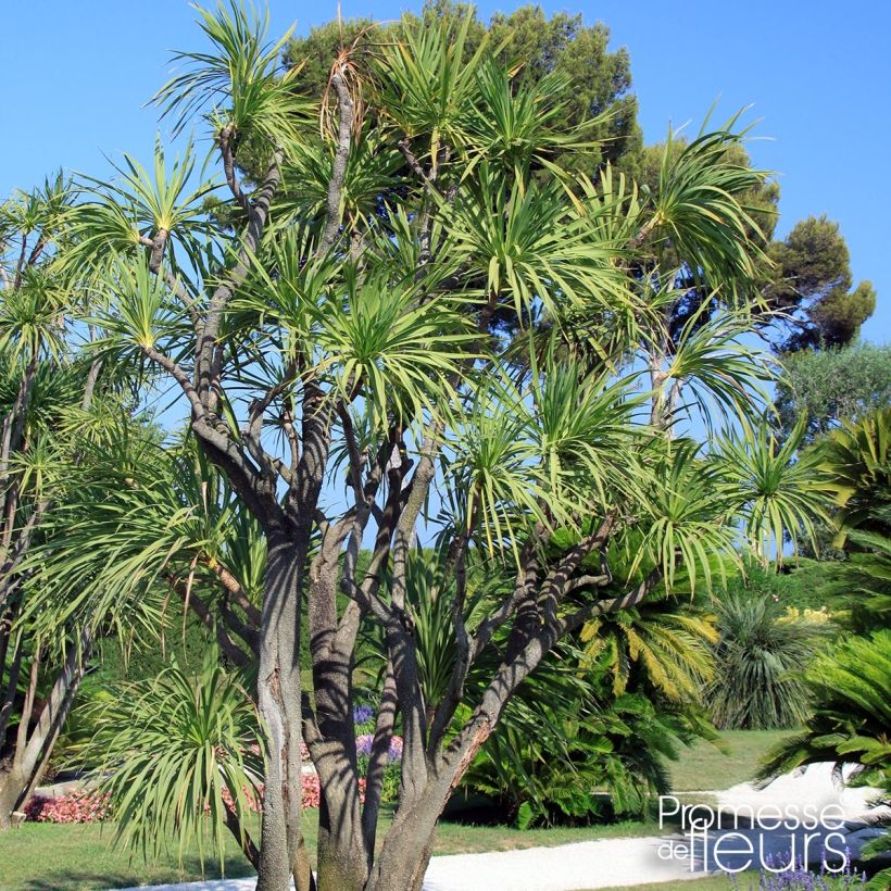 Yucca elephantipes Jewel - Riesen-Palmlilie (Hafen)