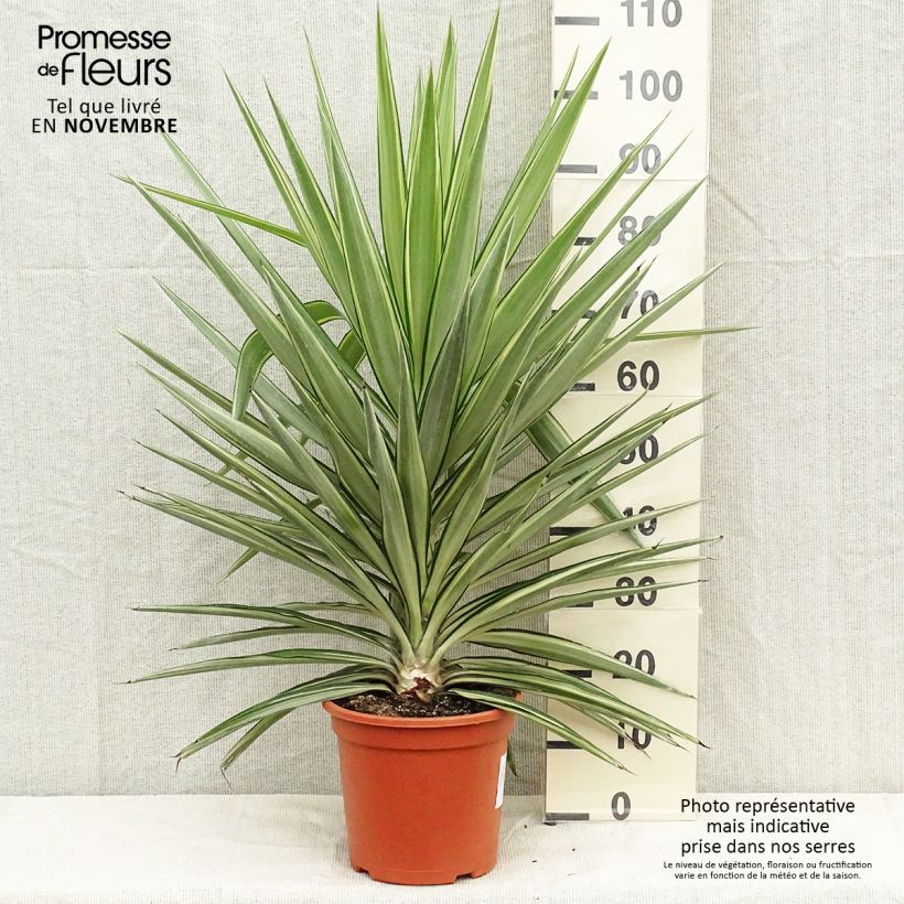 Exemplar von Yucca elephantipes Jewel - Yucca pied d'éléphant panaché Pot de 7,5L/10L wie im Herbst geliefert