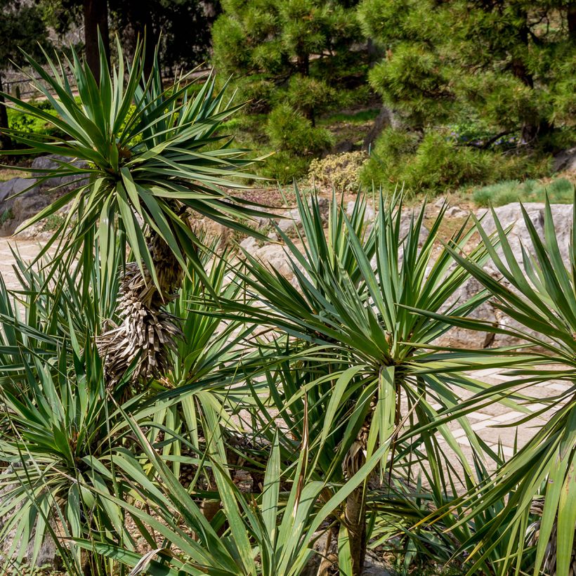 Yucca elephantipes - Riesen-Palmlilie (Laub)