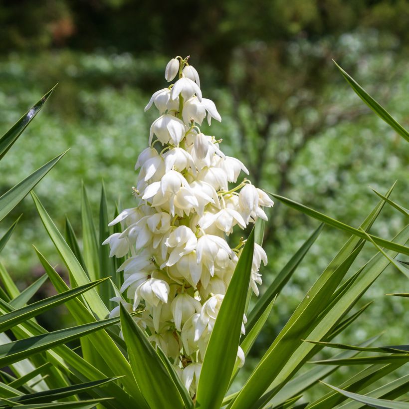 Yucca elephantipes - Riesen-Palmlilie (Blüte)