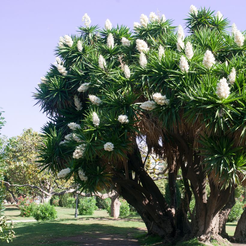 Yucca elephantipes - Riesen-Palmlilie (Hafen)