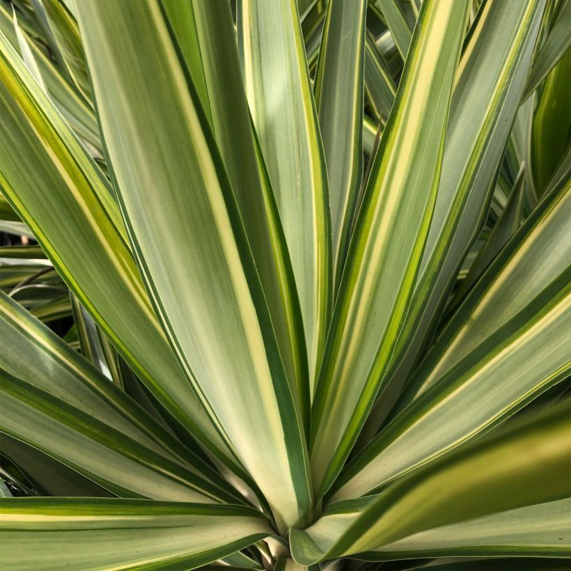 Yucca elephantipes Jewel - Riesen-Palmlilie (Laub)