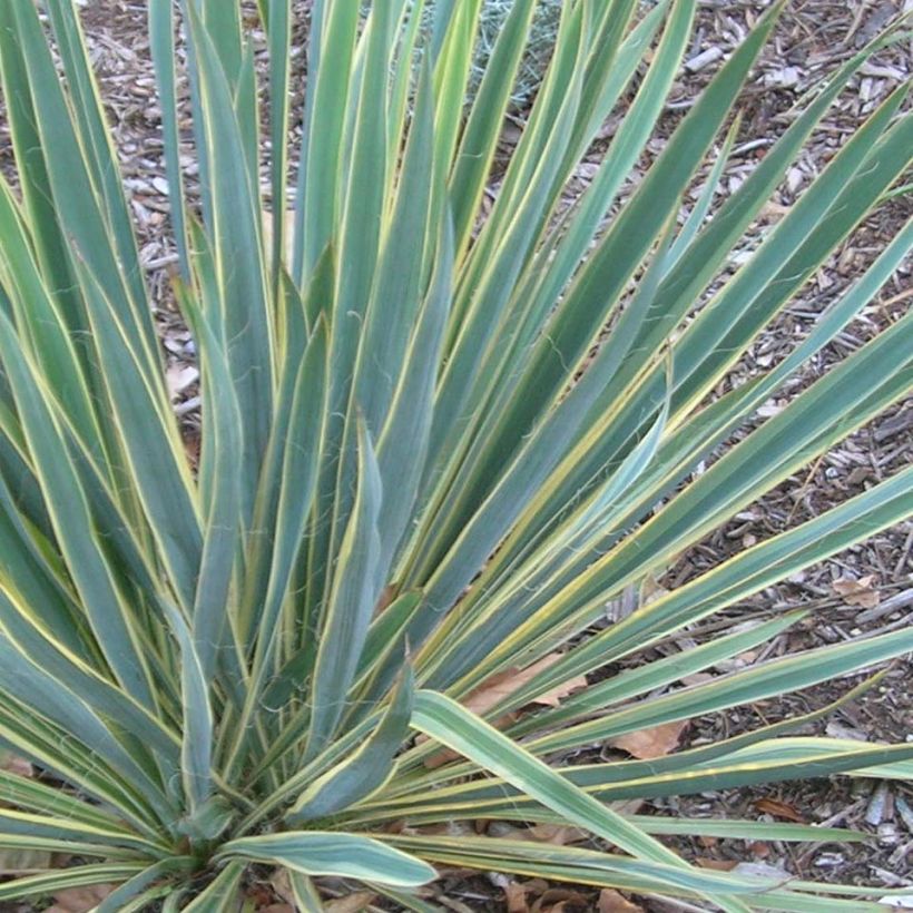 Yucca filamentosa Bright Edge - Fädige Palmlilie (Laub)