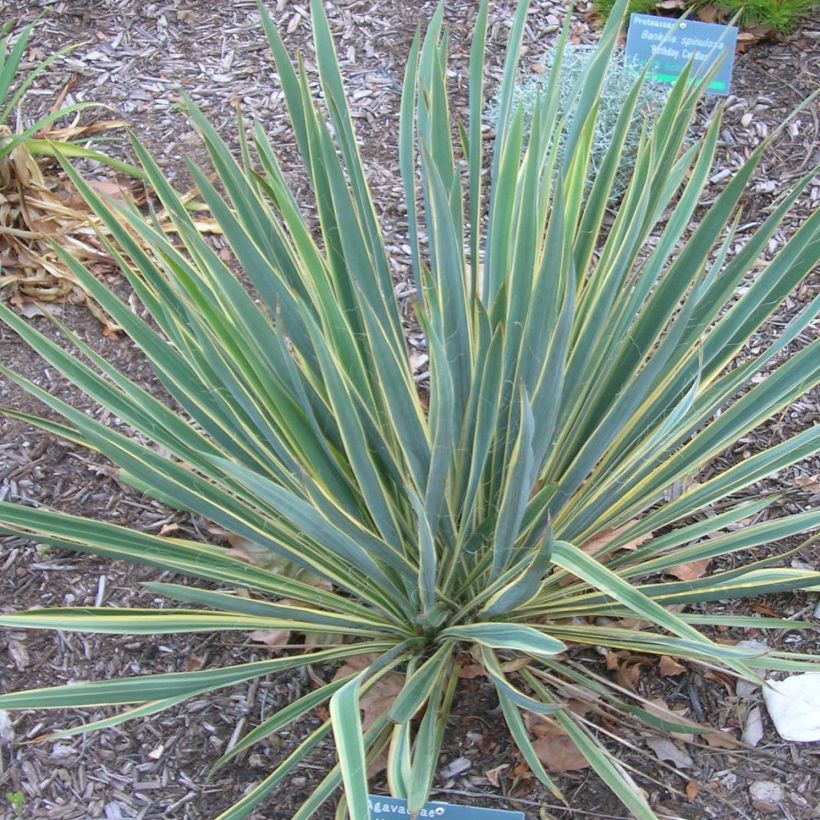 Yucca filamentosa Bright Edge - Fädige Palmlilie (Hafen)