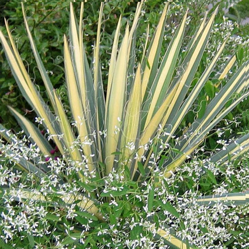 Yucca filamentosa Colour Guard - Fädige Palmlilie (Laub)