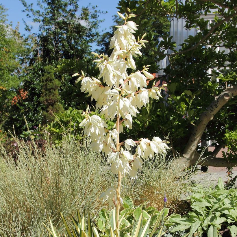 Yucca filamentosa Colour Guard - Fädige Palmlilie (Blüte)