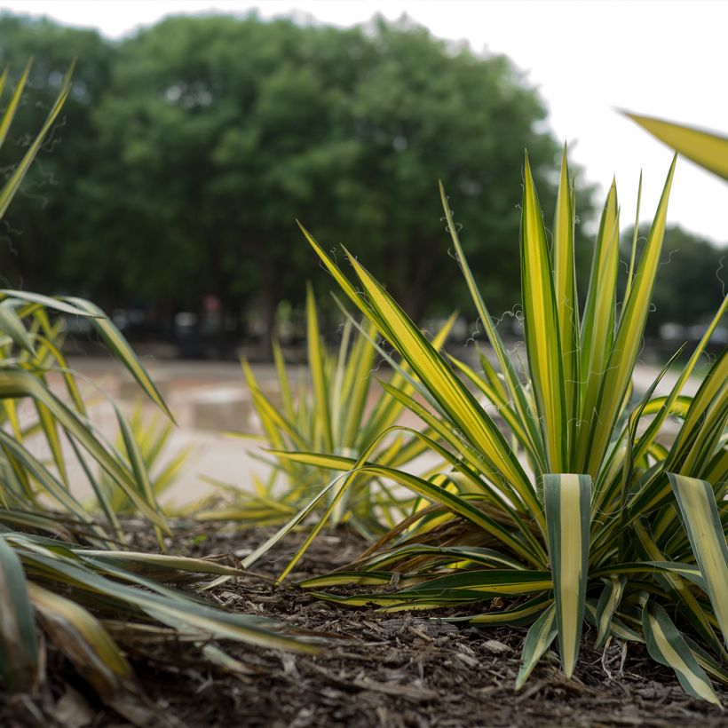 Yucca filamentosa Colour Guard - Fädige Palmlilie (Hafen)