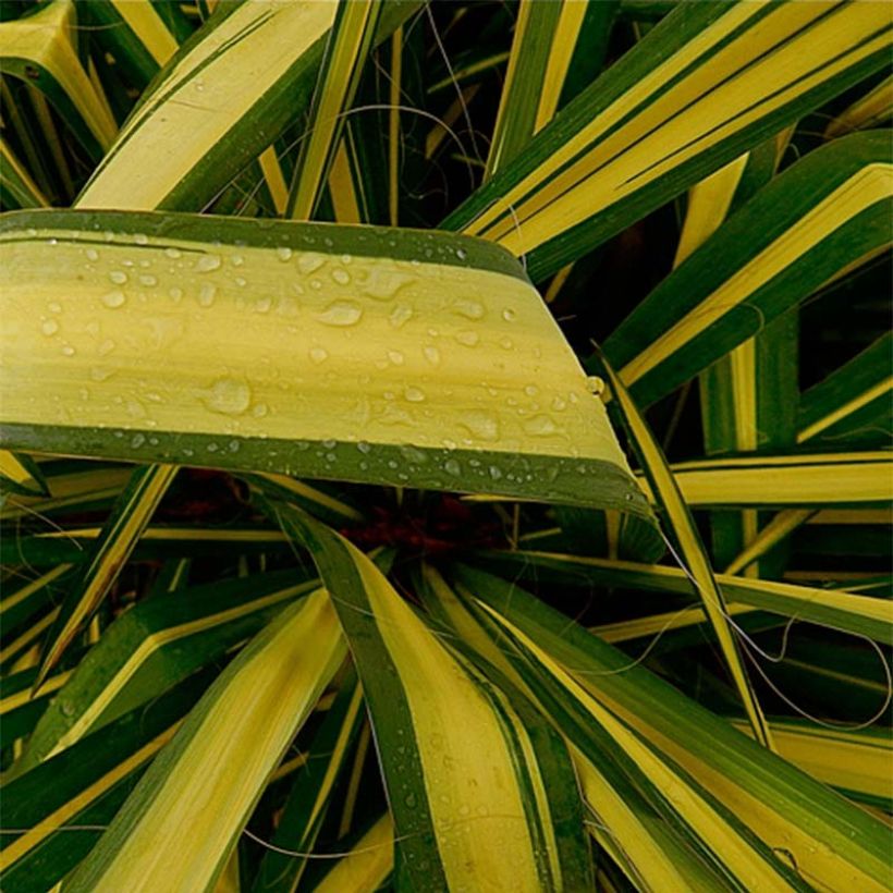 Yucca flaccida Golden Sword - Schlaffe Palmlilie (Laub)