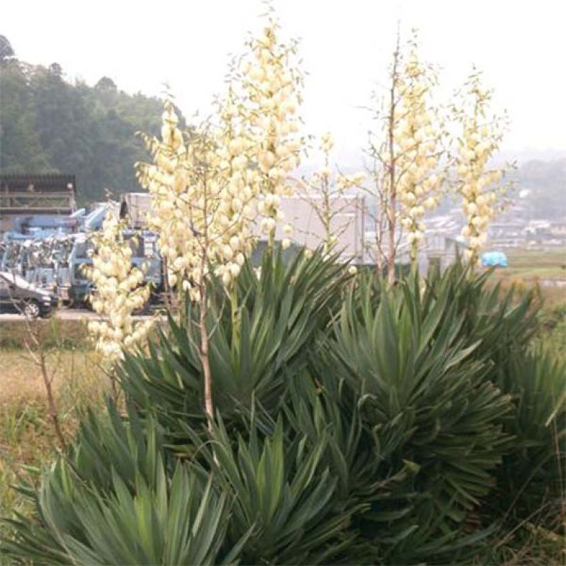 Yucca gloriosa - Kerzen-Palmlilie (Hafen)