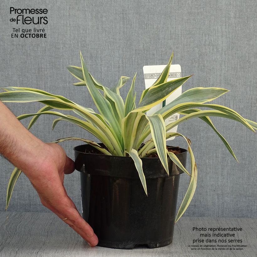 Exemplar von Yucca gloriosa Citrus twist® - Dague espagnole Pot de 3L wie im Herbst geliefert