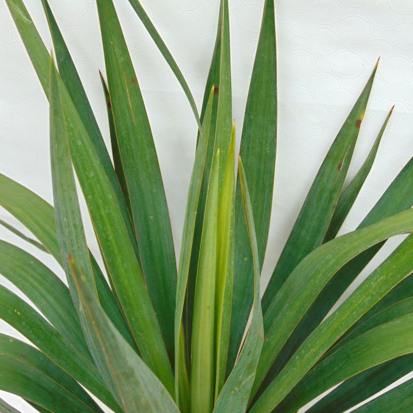 Yucca gloriosa - Kerzen-Palmlilie (Laub)