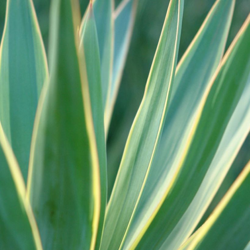 Yucca gloriosa Variegata - Kerzen-Palmlilie (Laub)