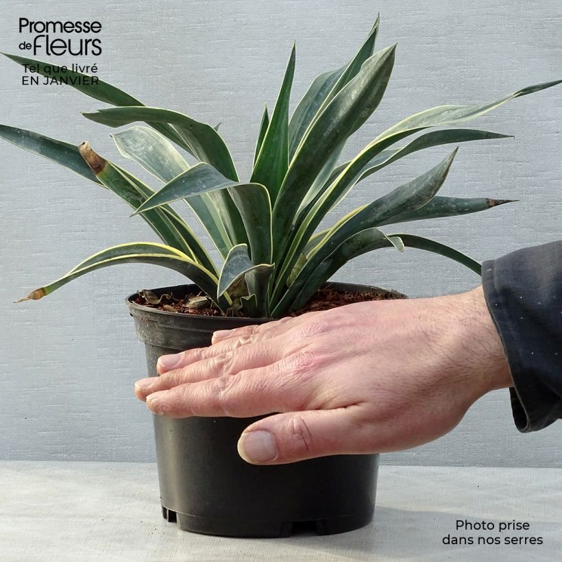 Exemplar von Yucca gloriosa Variegata - Dague espagnole pot de 2L/3L wie im Winter geliefert