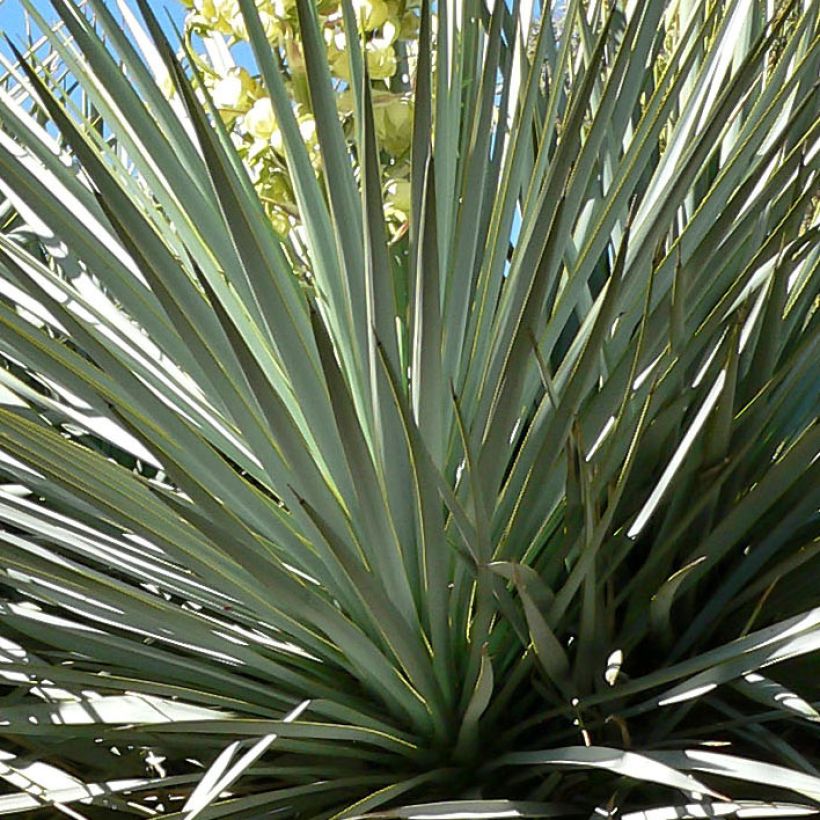 Yucca rigida - Starre Palmlilie (Laub)