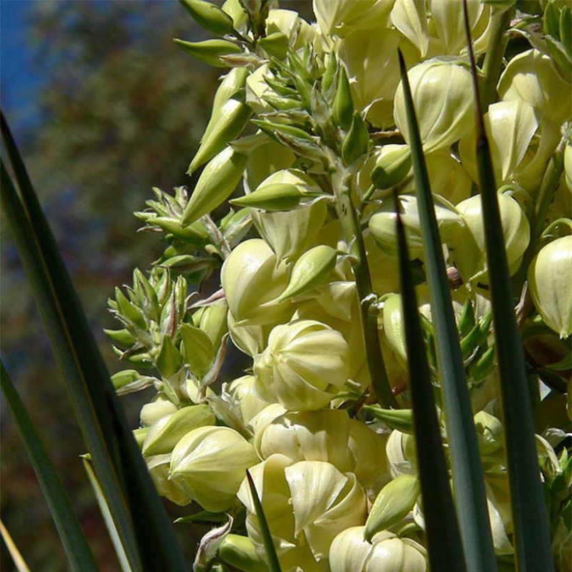 Yucca rigida - Starre Palmlilie (Blüte)