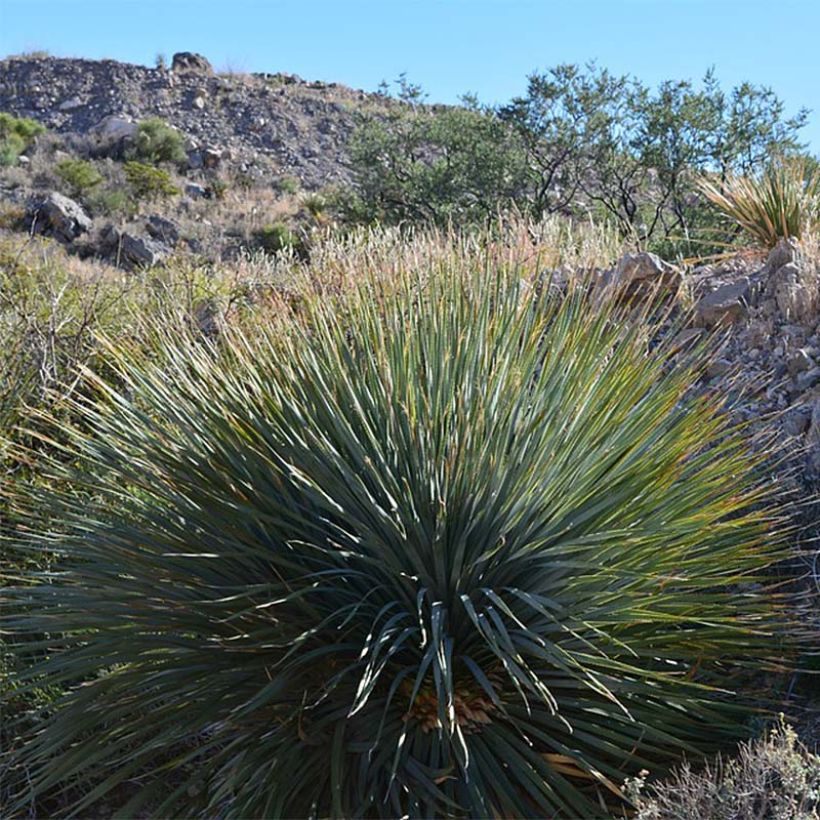 Yucca rigida - Starre Palmlilie (Hafen)