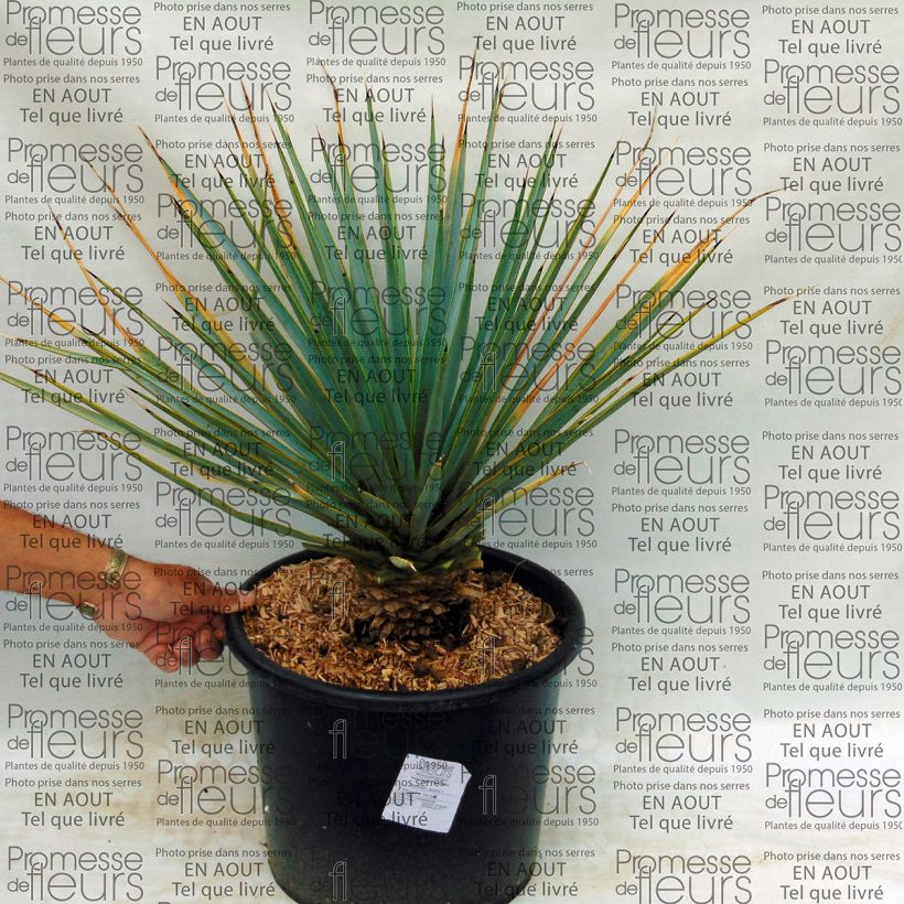 Beispiel eines Exemplars von Yucca rigida - Yucca bleu Pot de 7,5L/10L wie geliefert