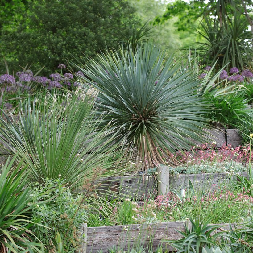 Yucca rostrata - Schnabel-Palmlilie (Hafen)