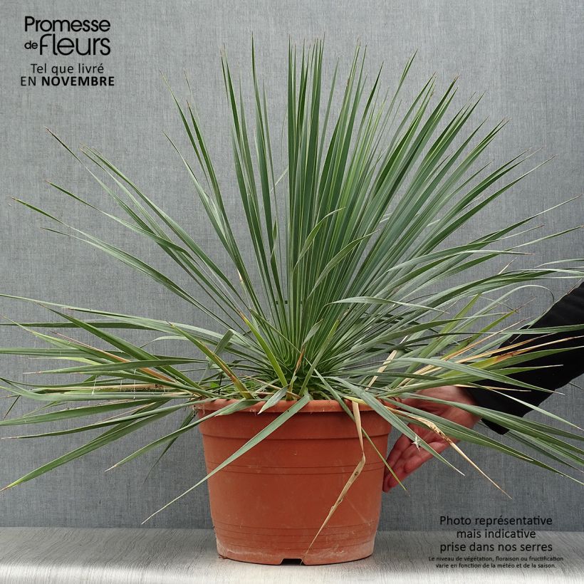 Exemplar von Yucca rostrata en pot de 15L wie im Herbst geliefert